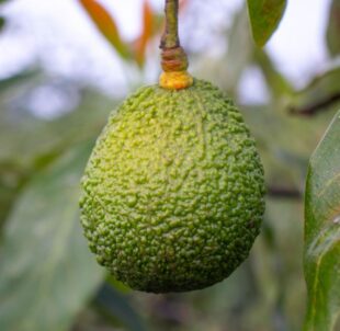 avocadoplant vrucht