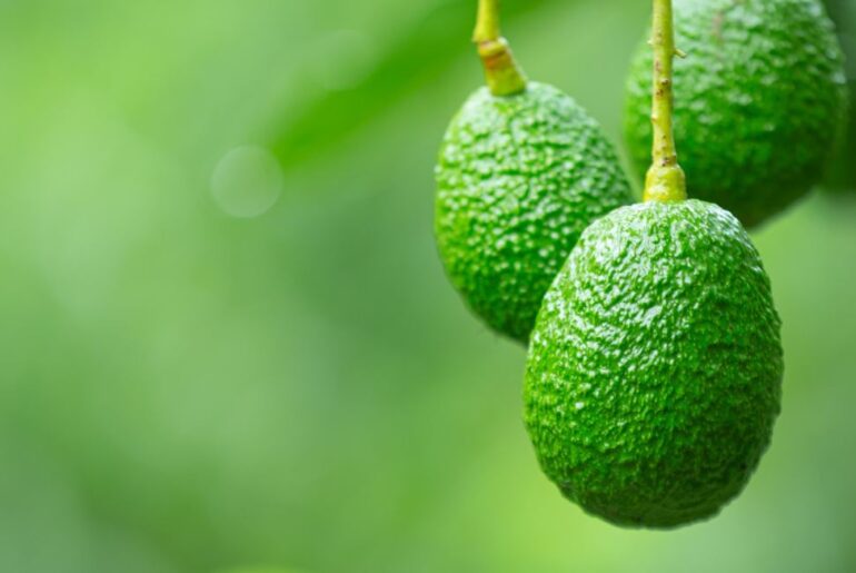 ethische problemen met avocado's