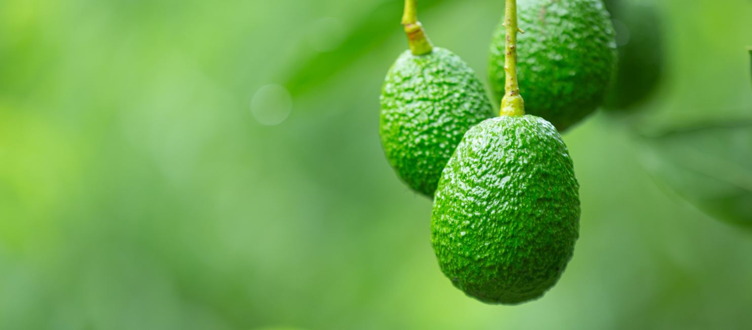 ethische problemen met avocado's
